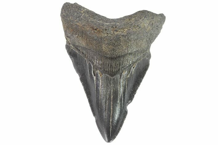 Juvenile Megalodon Tooth - Georgia #90752